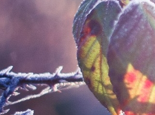 leaf